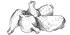 Poulet Flügeli